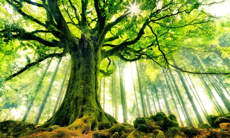 arbre du ponthus hetre bretagne